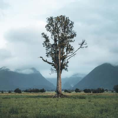 Lake Gault Track, New Zealand