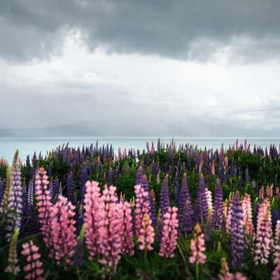 Lake Pukaki Lupines, New Zealand