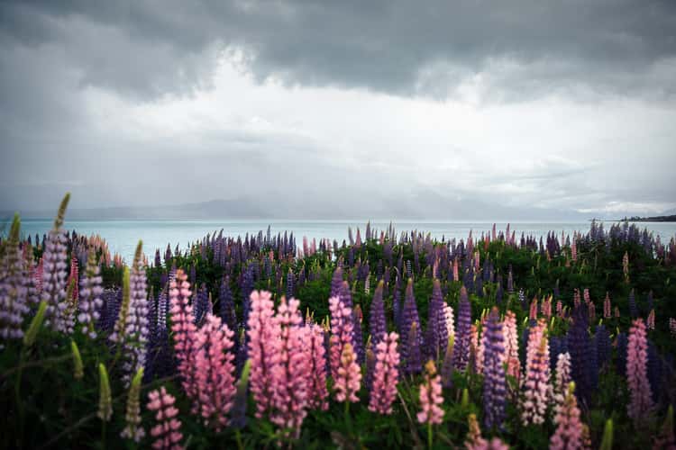 Lake Pukaki Lupines
