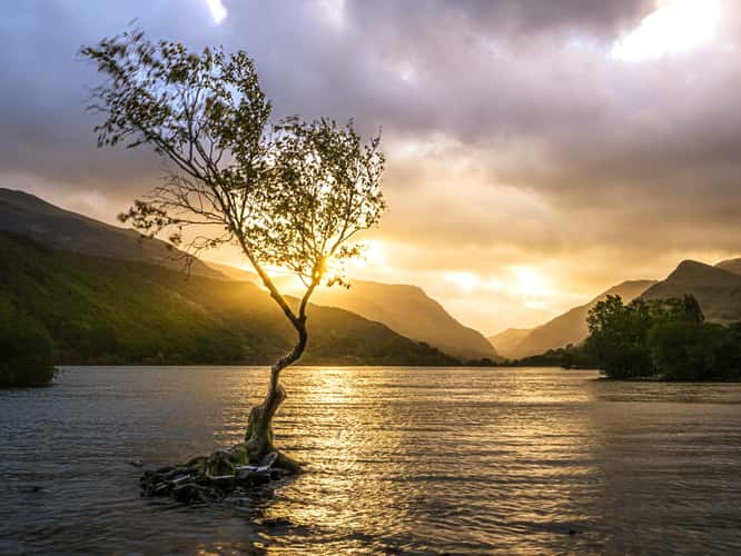 Lonely Tree Llanberis