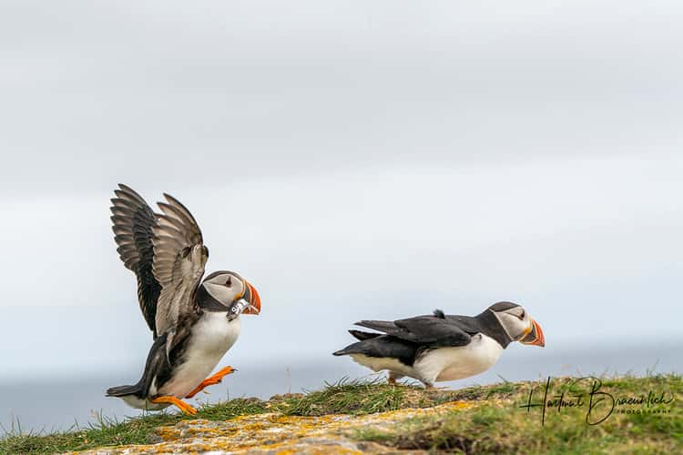 Elliston Puffin Viewing Site