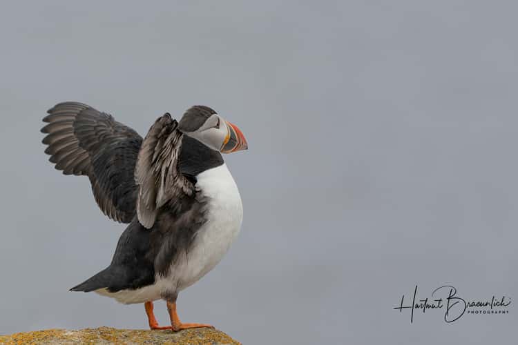 Elliston Puffin Viewing Site