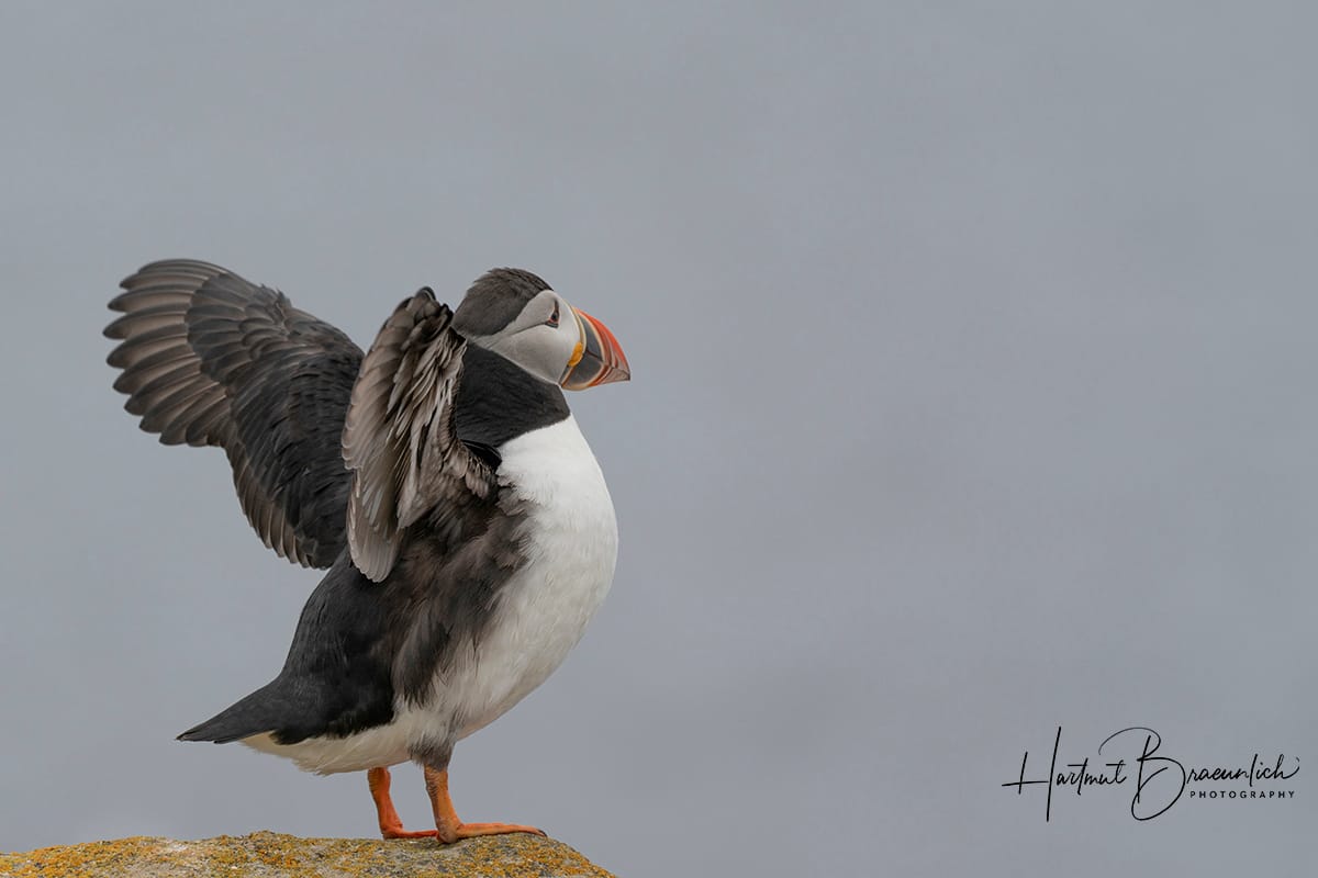 Elliston Puffin Viewing Site, Canada