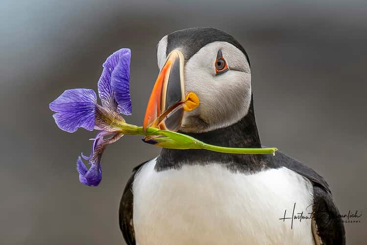 Elliston Puffin Viewing Site