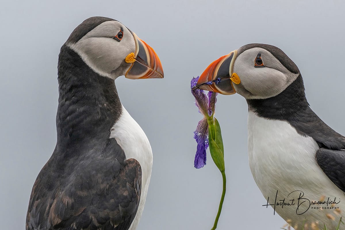 Elliston Puffin Viewing Site, Canada