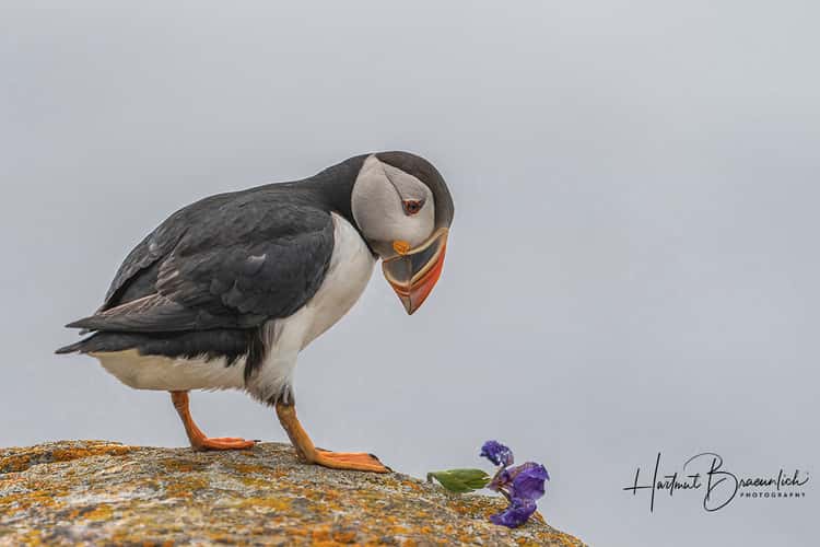 Elliston Puffin Viewing Site
