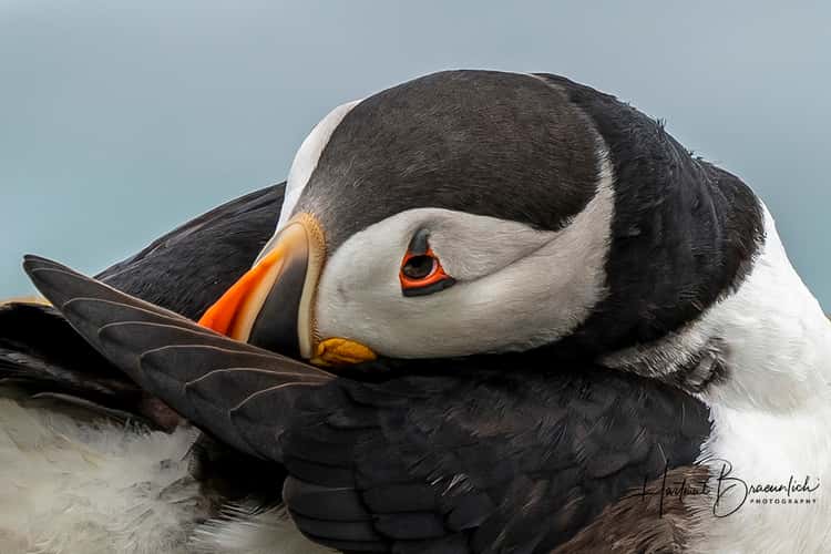 Elliston Puffin Viewing Site