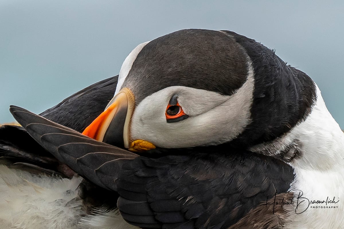 Elliston Puffin Viewing Site, Canada