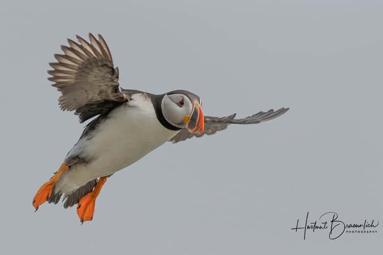 Elliston Puffin Viewing Site