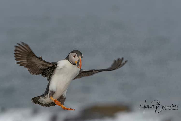 Elliston Puffin Viewing Site