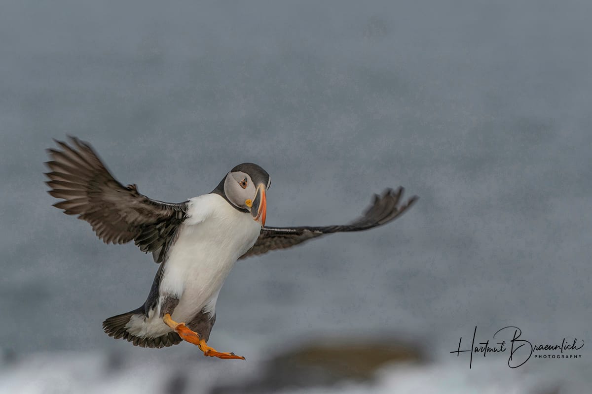 Elliston Puffin Viewing Site, Canada