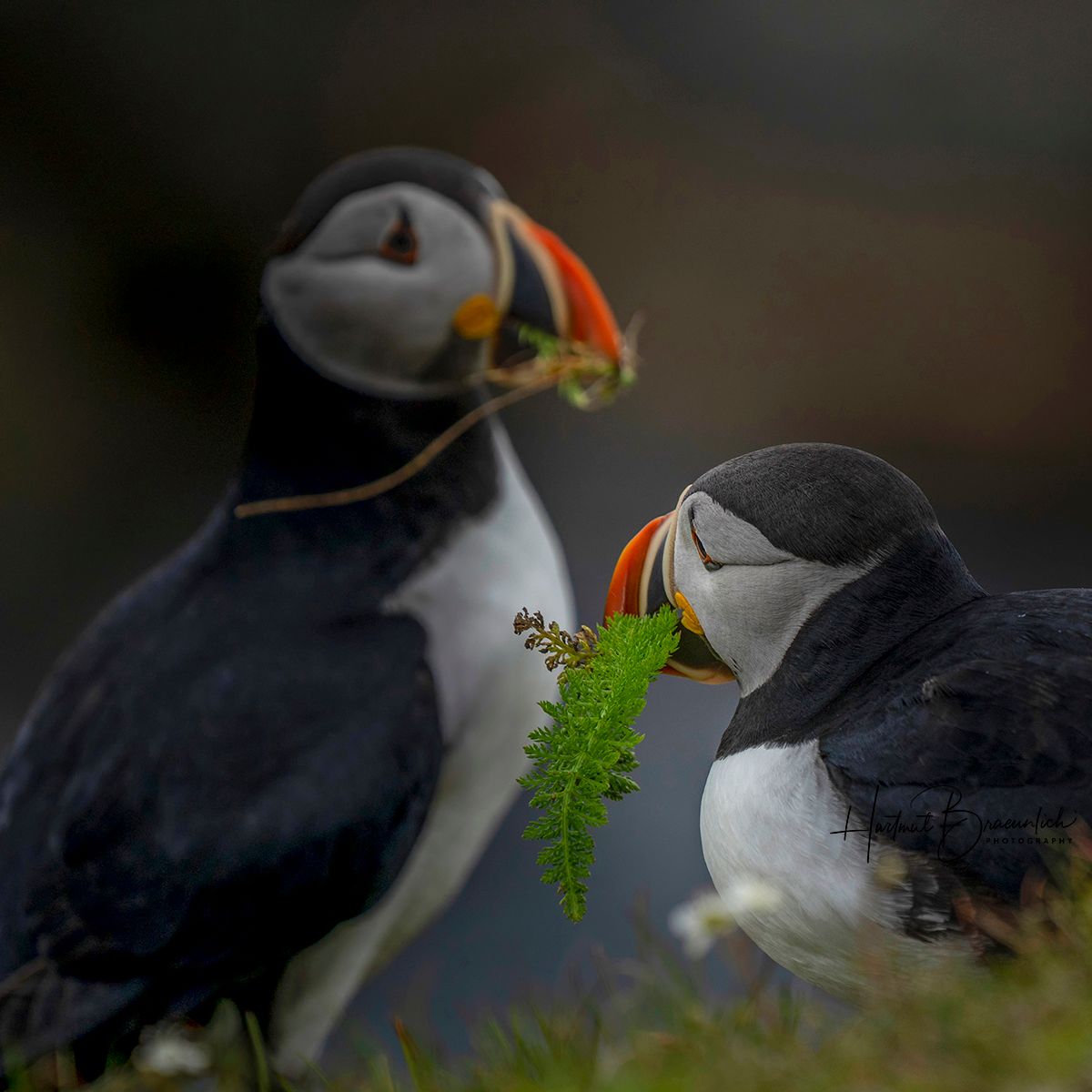 Elliston Puffin Viewing Site, Canada