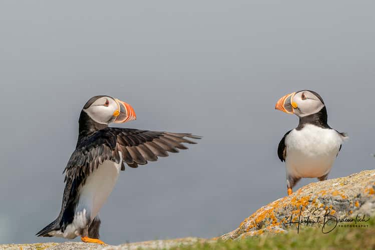 Elliston Puffin Viewing Site