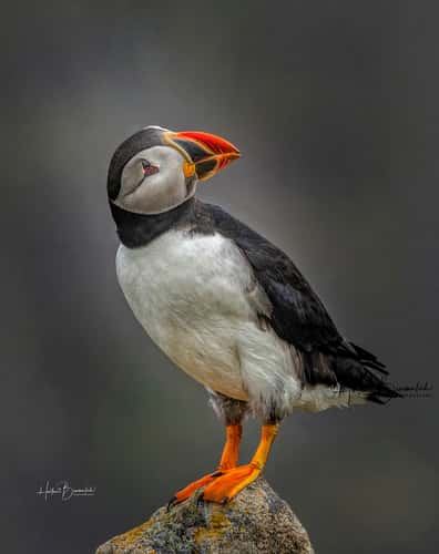 Elliston Puffin Viewing Site