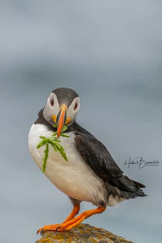 Elliston Puffin Viewing Site