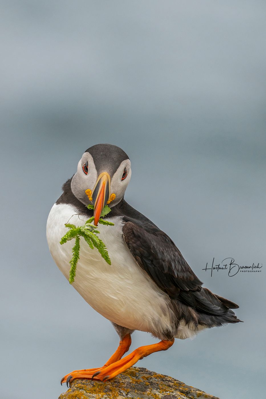 Elliston Puffin Viewing Site, Canada