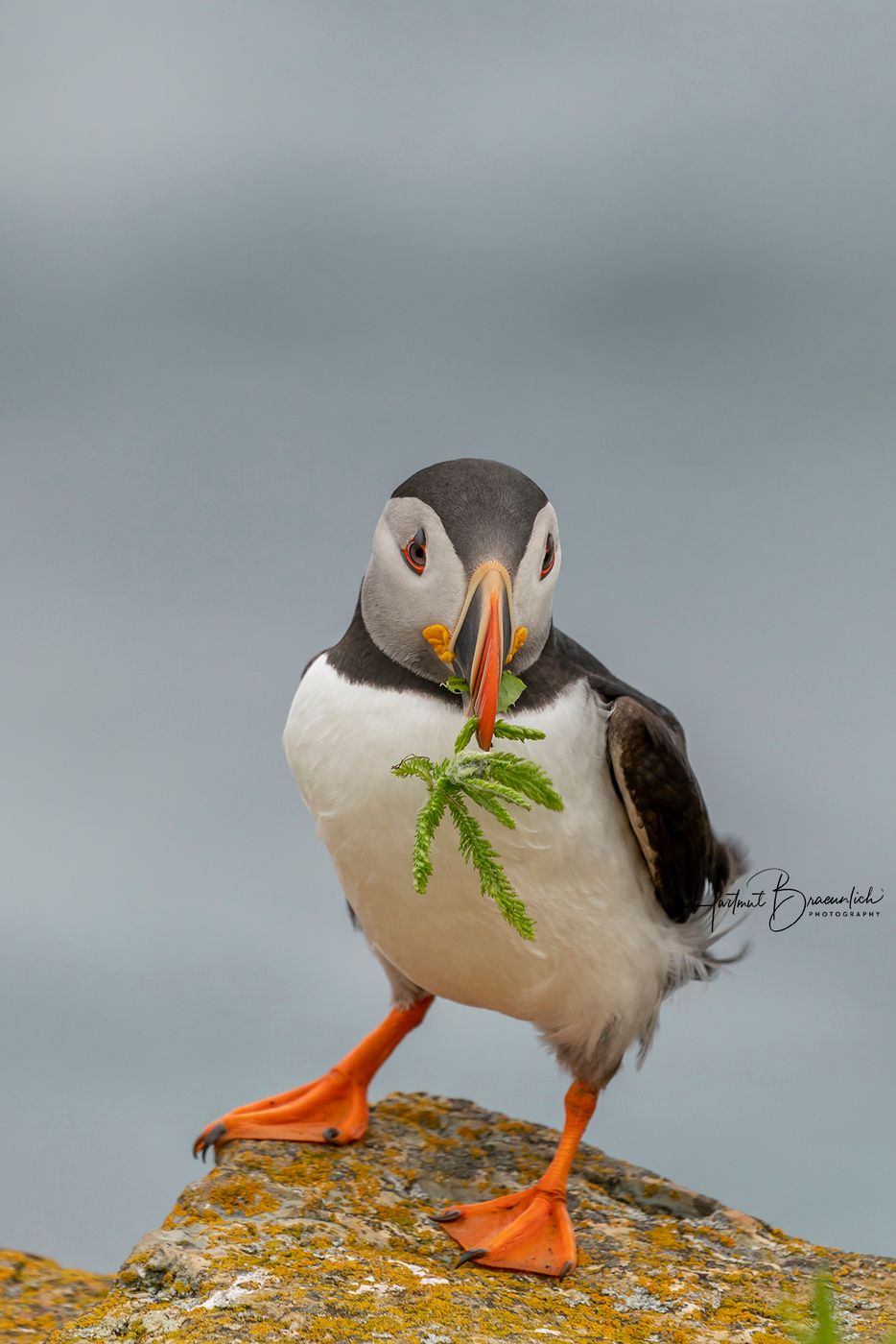 Elliston Puffin Viewing Site, Canada
