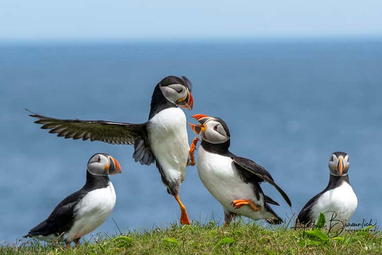 Elliston Puffin Viewing Site
