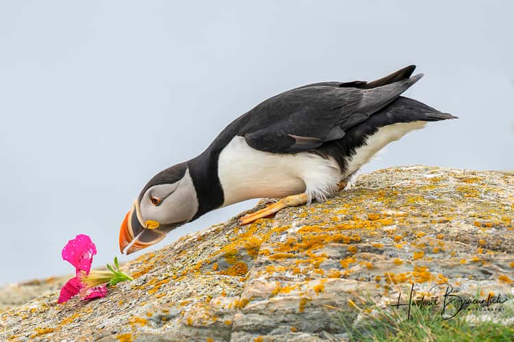 Elliston Puffin Viewing Site