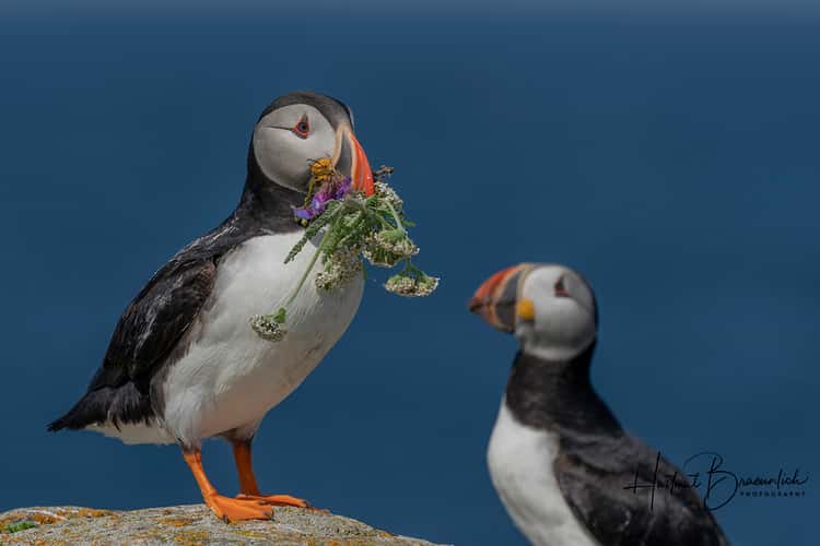 Elliston Puffin Viewing Site