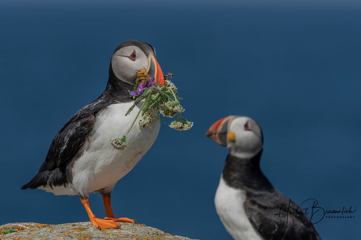 Elliston Puffin Viewing Site, Canada