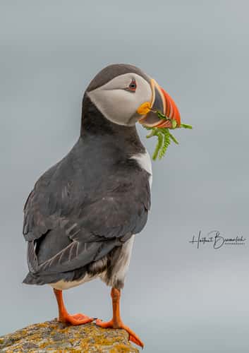 Elliston Puffin Viewing Site