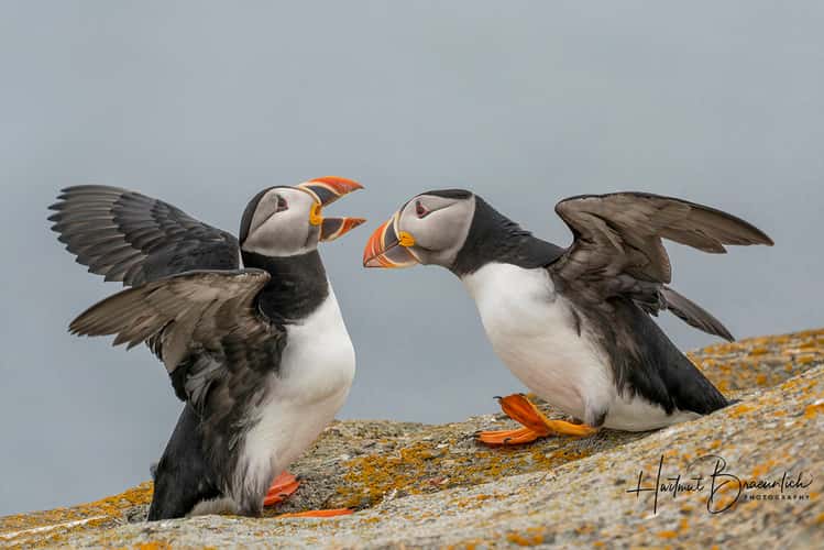 Elliston Puffin Viewing Site