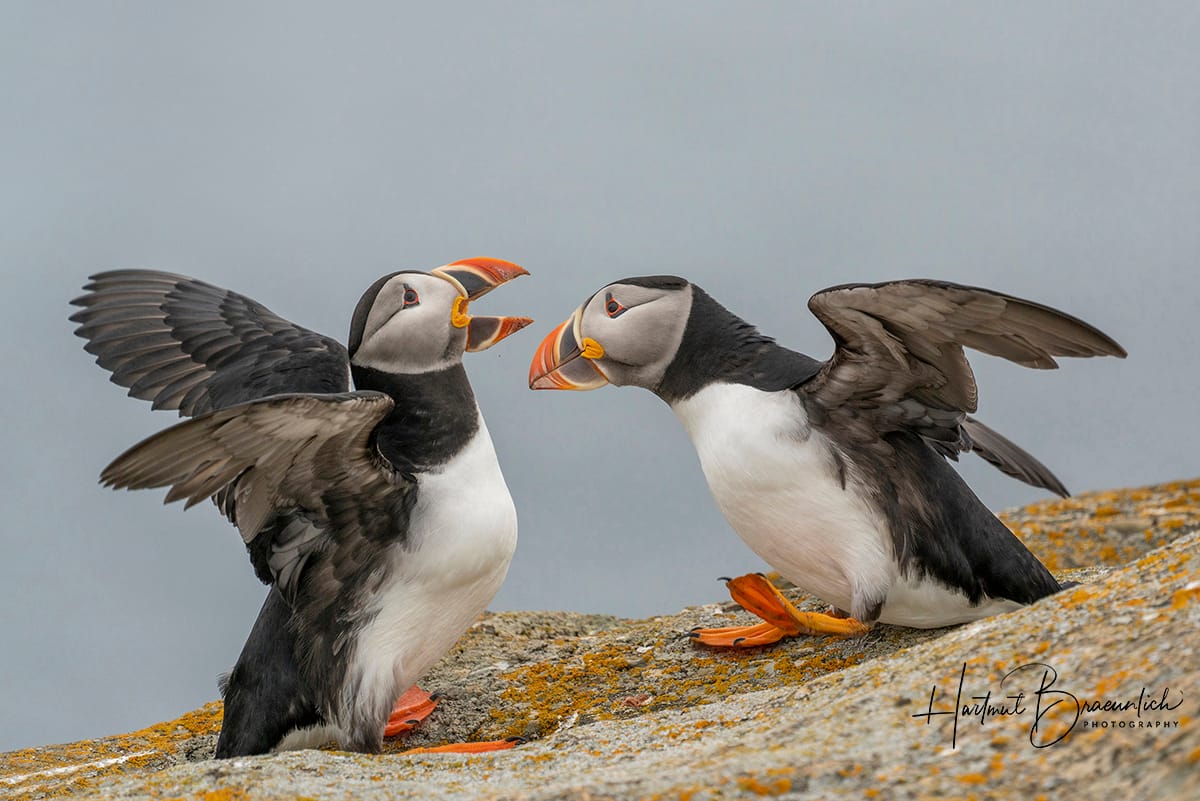 Elliston Puffin Viewing Site, Canada