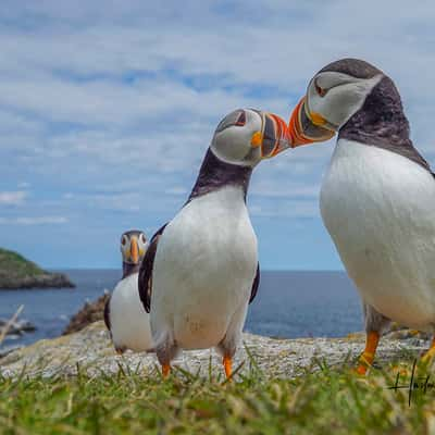 Puffins at Elliston, Newfoundland, Canada