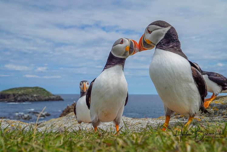 Elliston Puffin Viewing Site