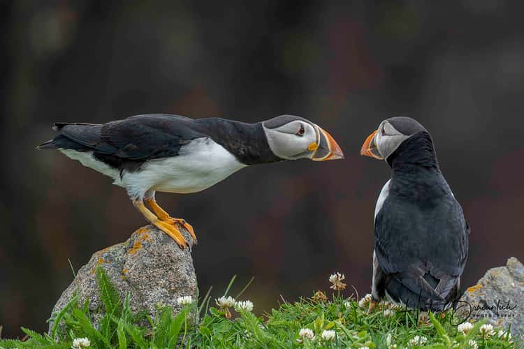 Elliston Puffin Viewing Site