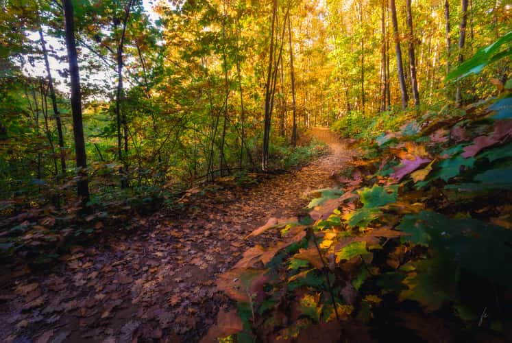 Panovec Forest