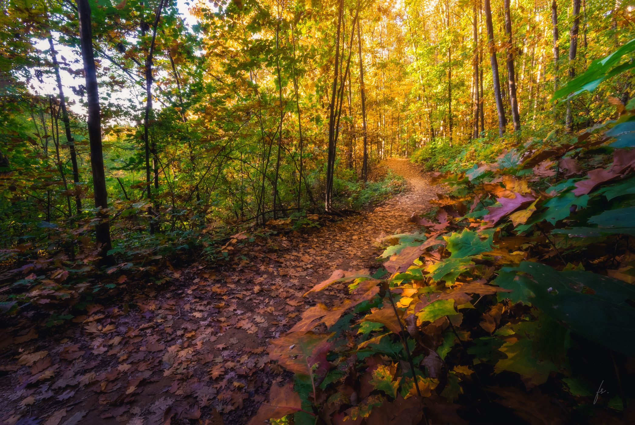 Panovec Forest, Slovenia