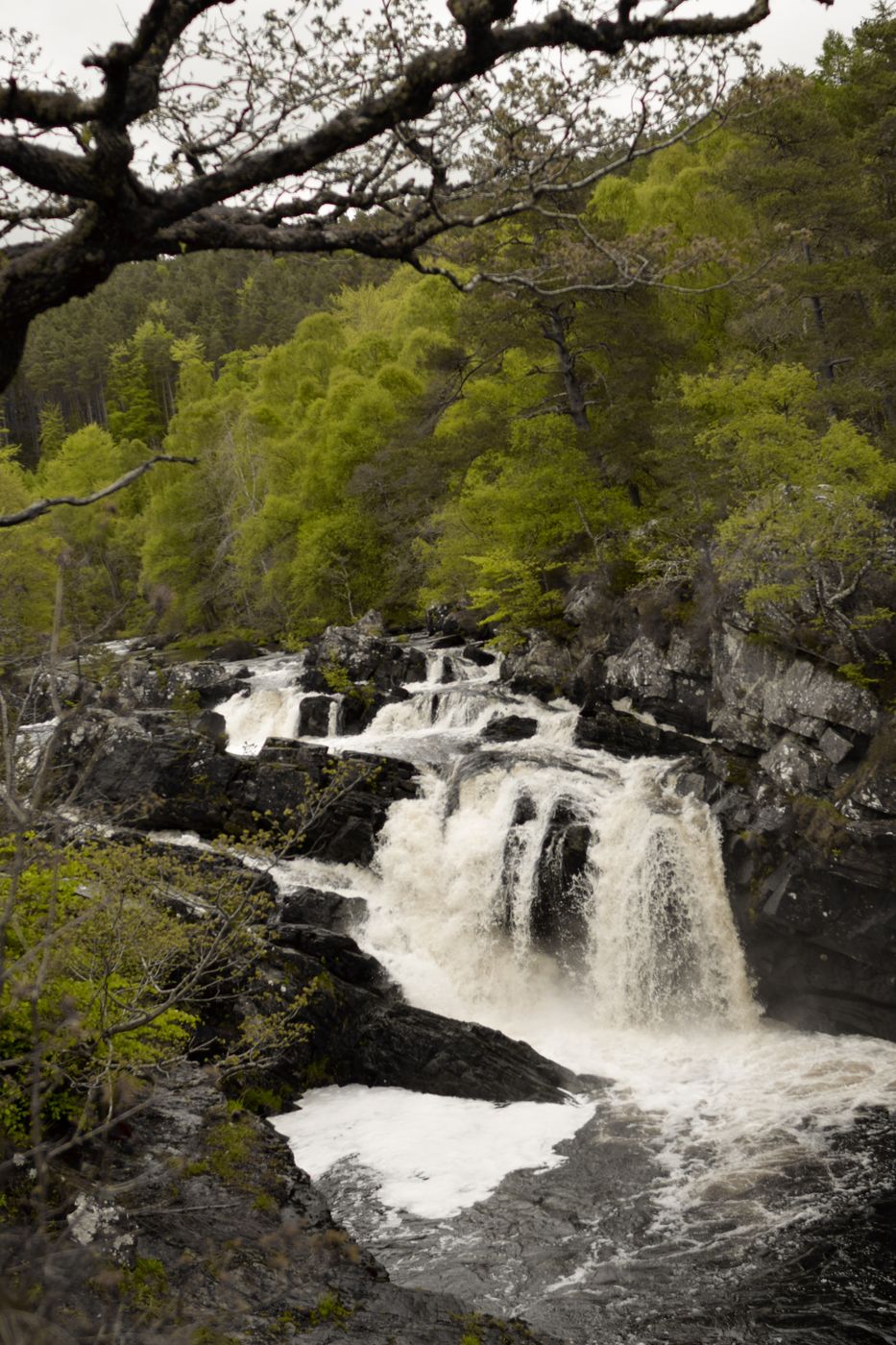 Rogie Falls, United Kingdom