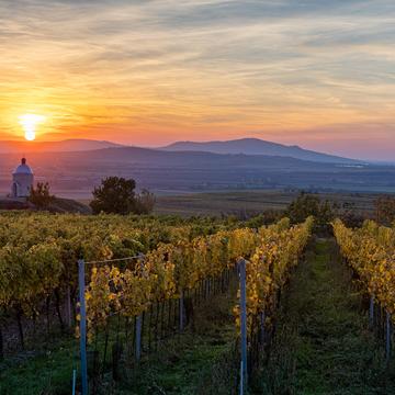 Sunset above vineyards, Czech Republic