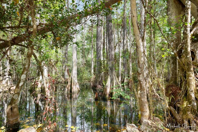 The Loop Road in the North of the Everglades