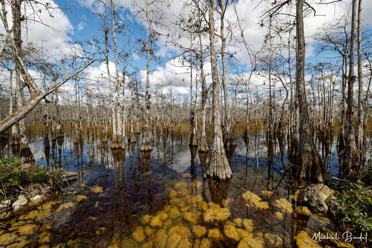 The Loop Road in the North of the Everglades