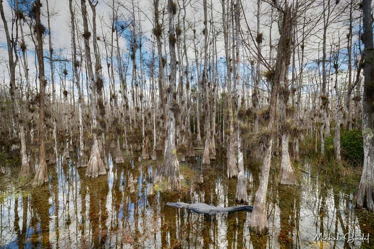 The Loop Road in the North of the Everglades