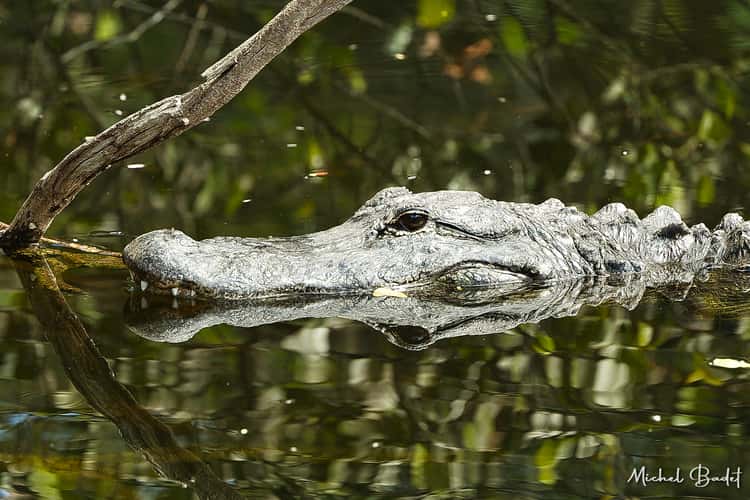 The Loop Road in the North of the Everglades
