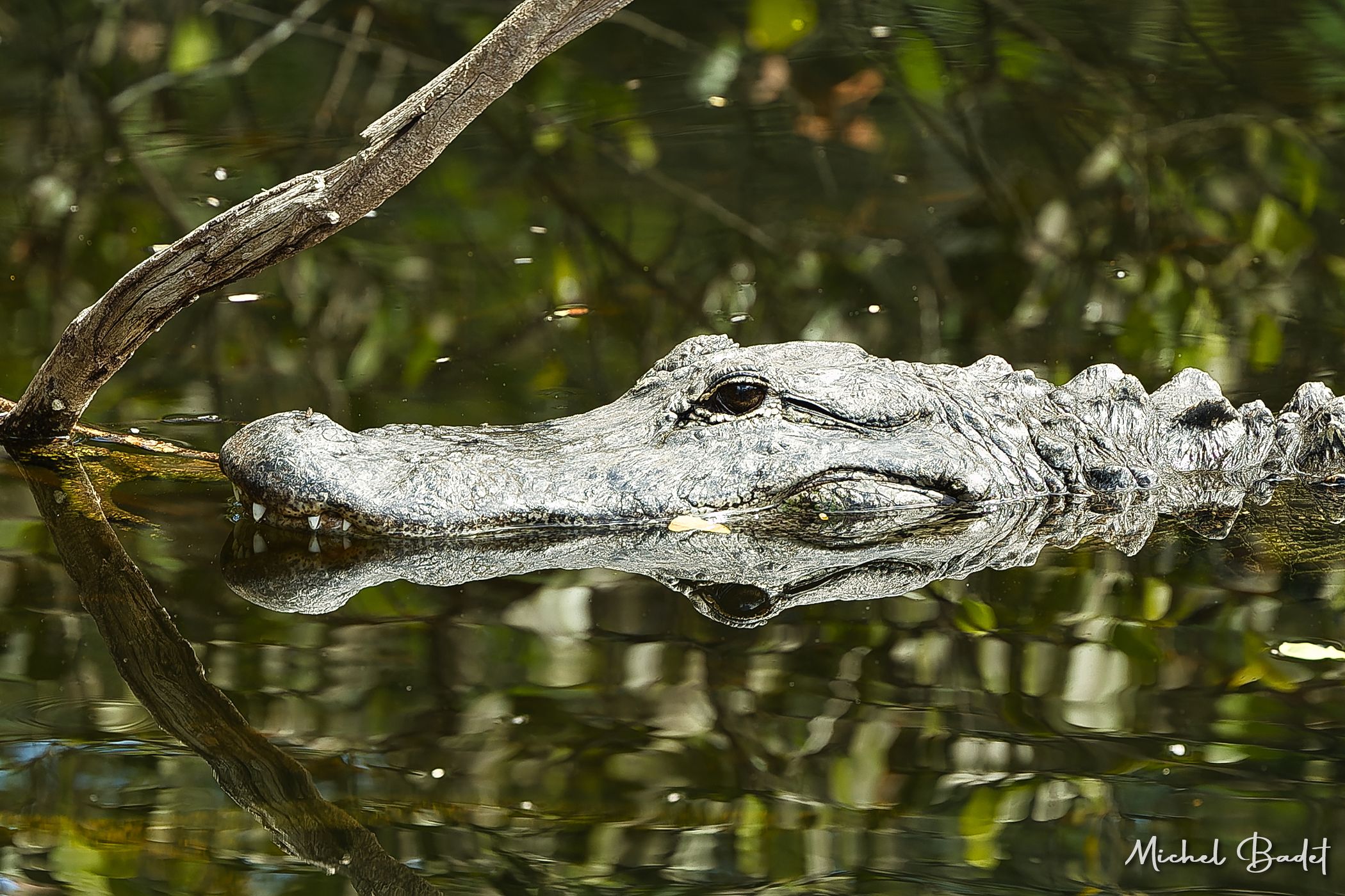 The Loop Road in the North of the Everglades, USA