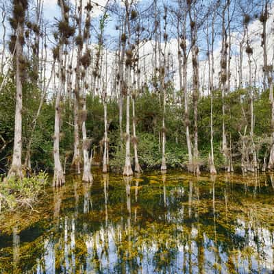 The Loop Road in the North of the Everglades, USA