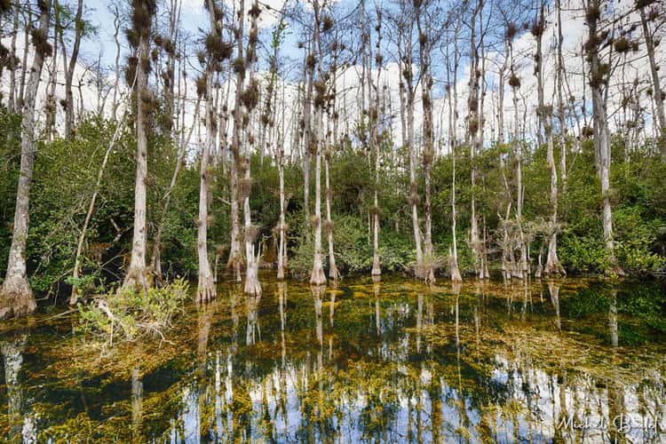 The Loop Road in the North of the Everglades