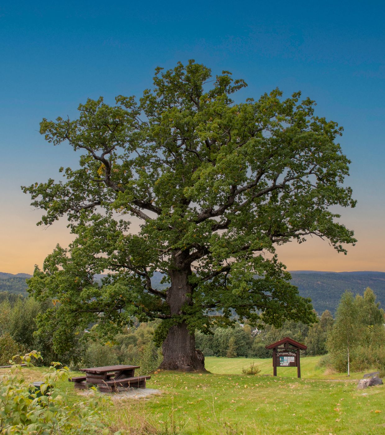 The old master, Norway