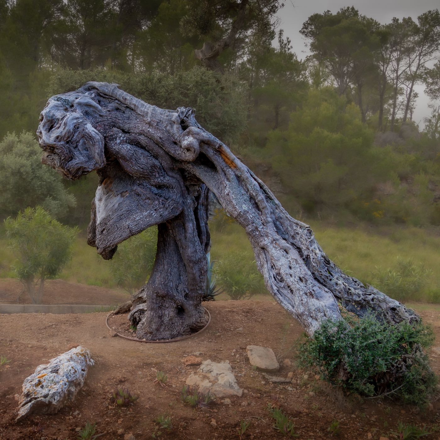 The old olives, Spain
