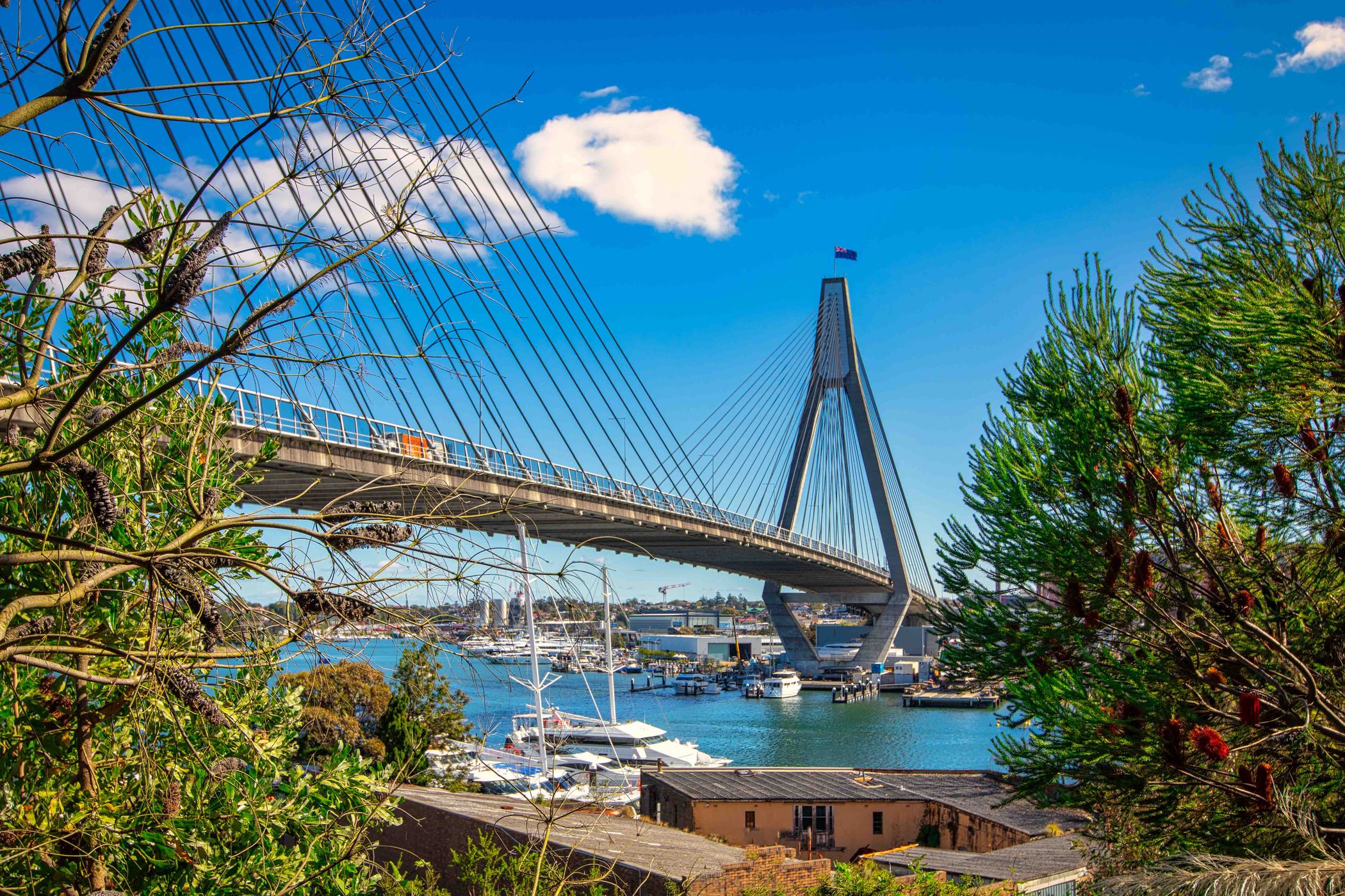Through the trees, ANZAC Bridge, Glebe, Sydney, NSW, Australia