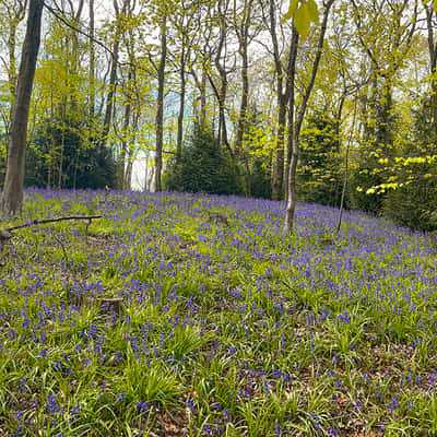 Wardley Woods, United Kingdom