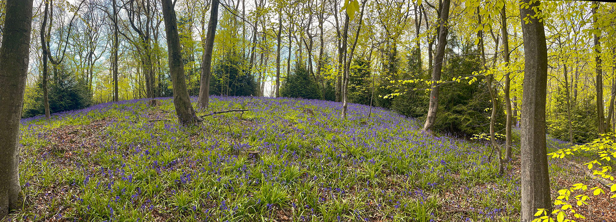 Wardley Woods, United Kingdom