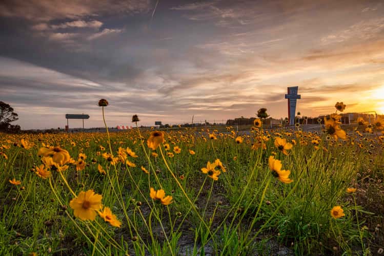 Wildflowers, Williamtown Airport, Newcastle, NSW