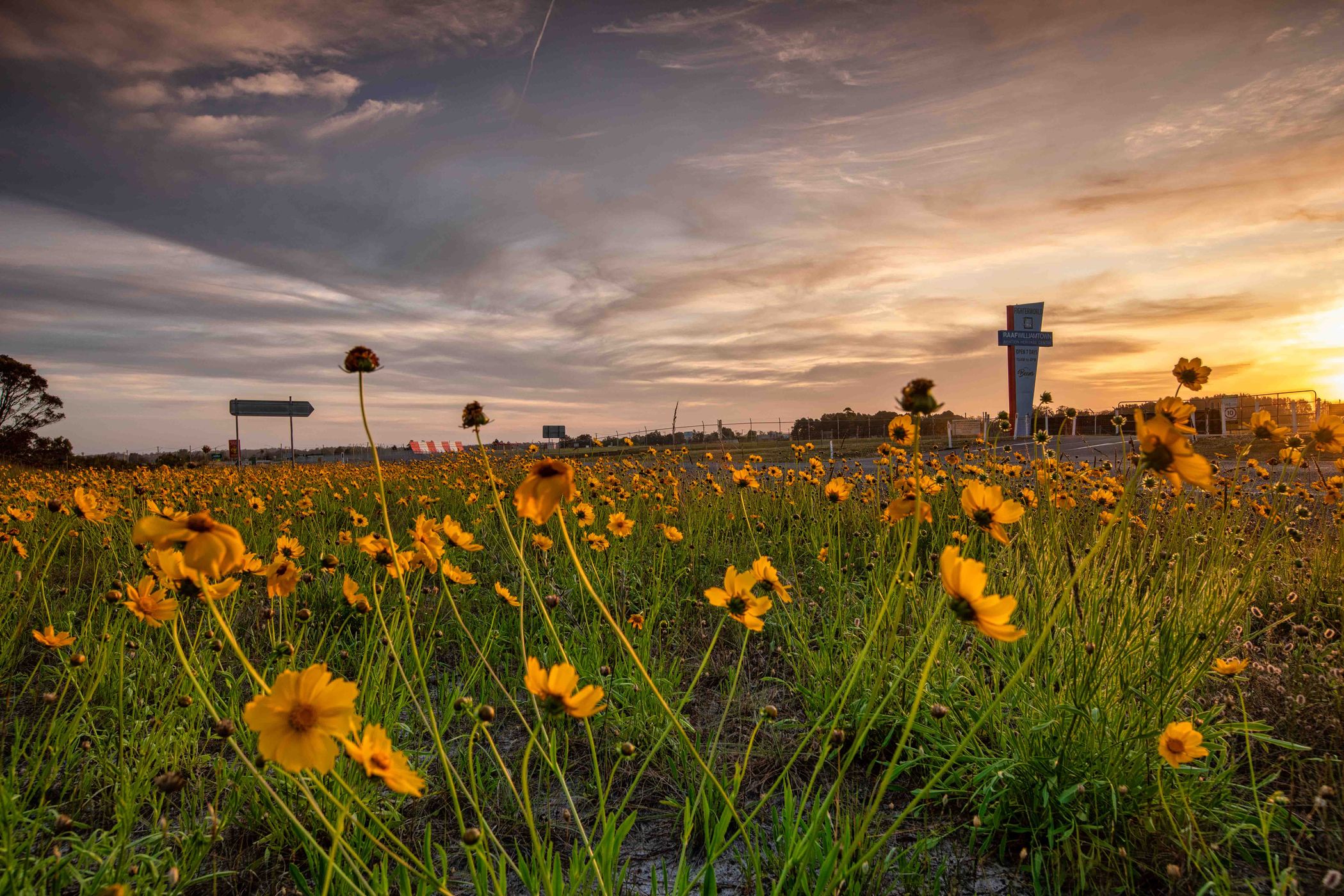 Wildflowers, Williamtown Airport, Newcastle, NSW, Australia