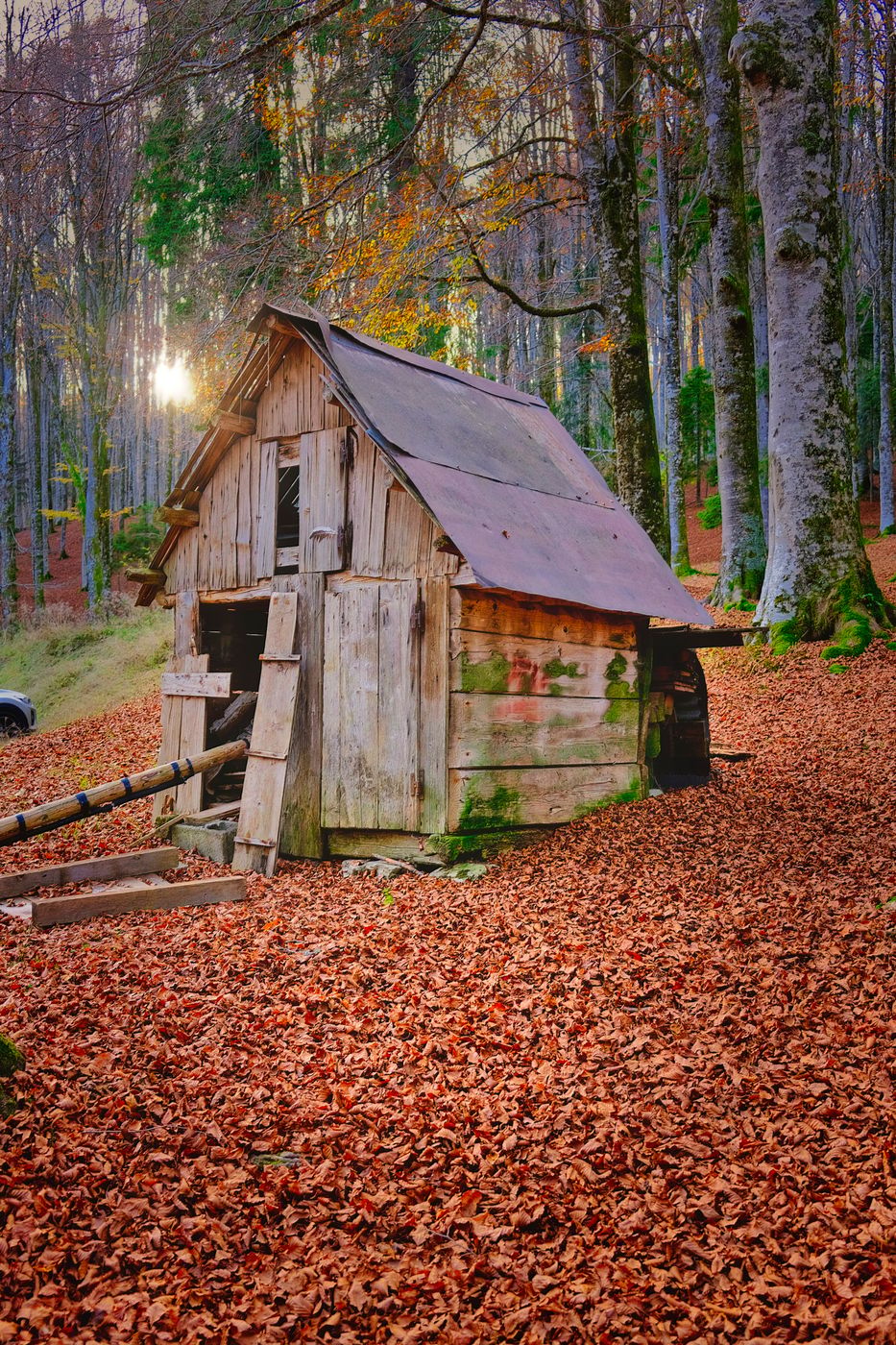Woodland close to Vallorch, Italy